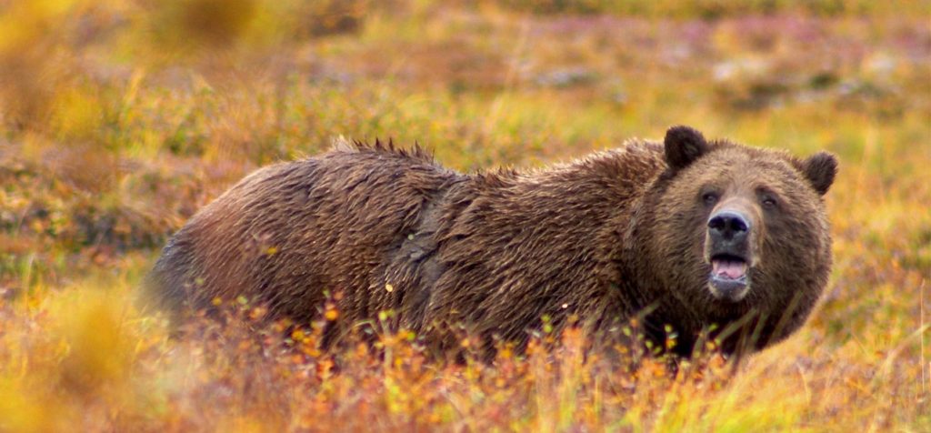 grizzly bear in a field