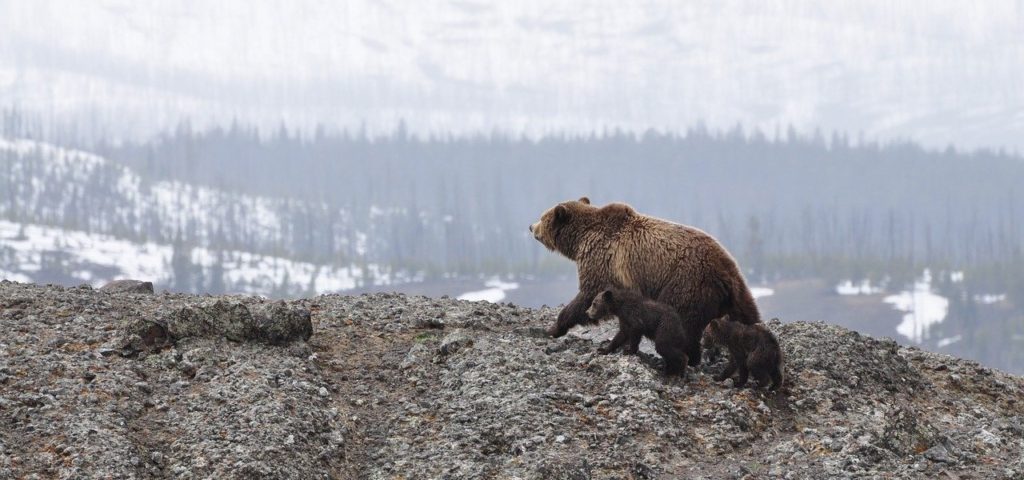 bear family in Alaska