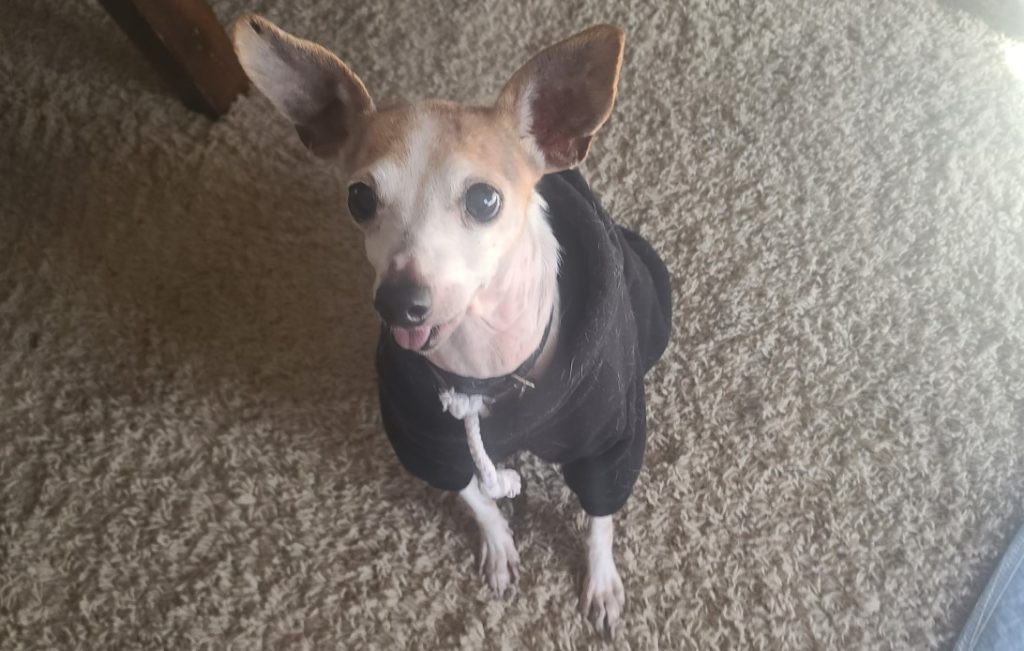 A large-eared, tan and white chihuahua mix rescued mill dog in a black sweatshirt, looking up sweetly.